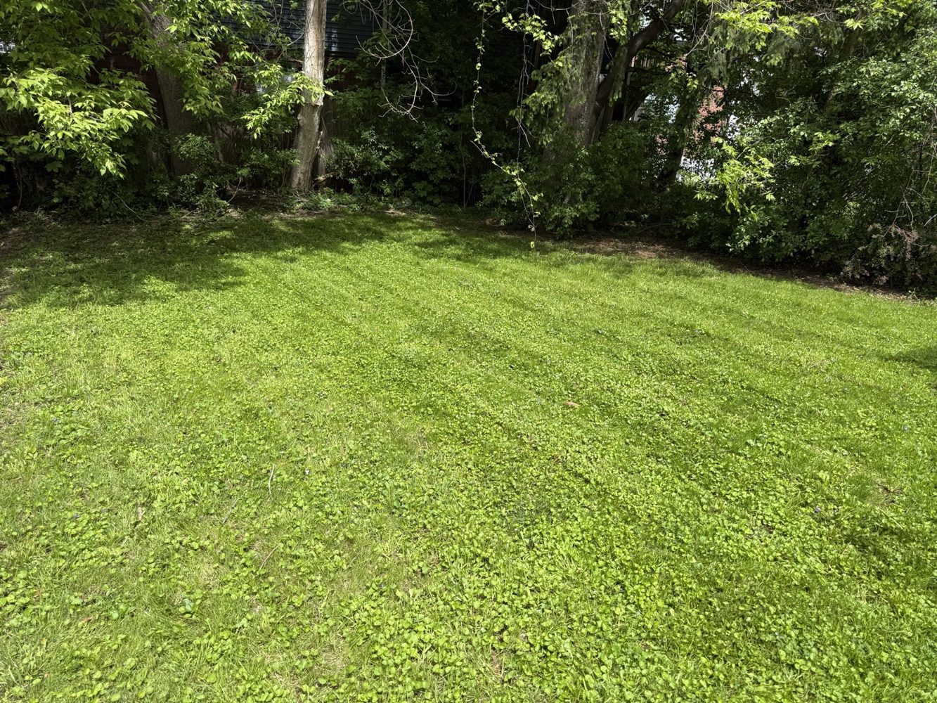 Freshly mowed backyard